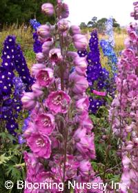 Delphinium 'Pacific Giants Mix'